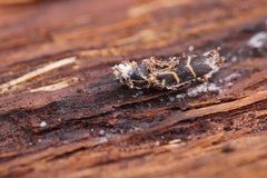 Xylotrechus antilope