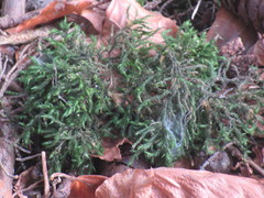 Echinodiopsis hispida