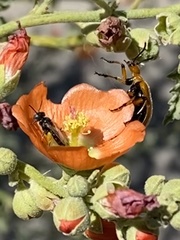 Macrotera latior