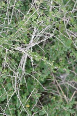 Flueggea verrucosa
