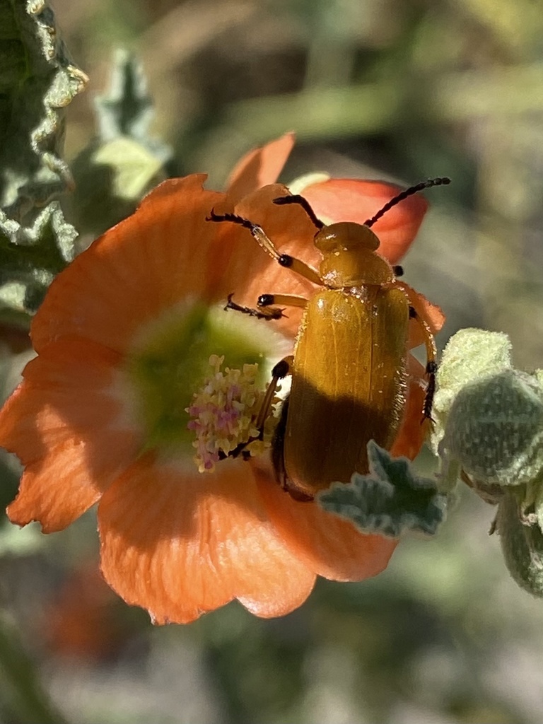 Globemallow Blister Beetle