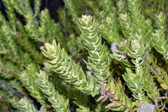 Leucospermum bolusii