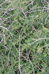 Flueggea verrucosa