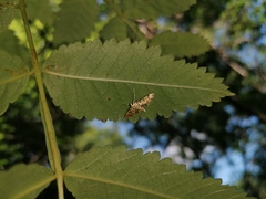 Lygropia