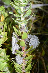 Leucospermum bolusii