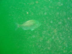 Pachymetopon blochii