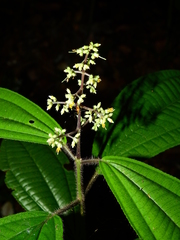 Miconia sastrei