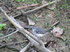 Hypocnemoides maculicauda