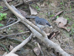 Hypocnemoides maculicauda