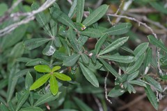 Rhoicissus digitata