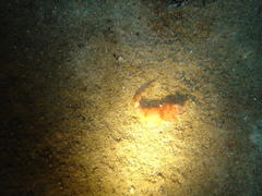 Apletodon pellegrini
