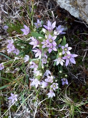 Gentianella ramosa