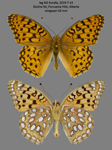 Coronis Fritillary