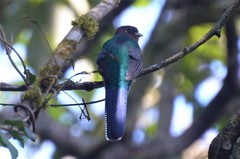 Apaloderma vittatum