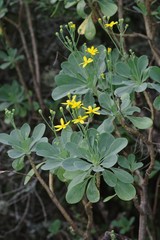 Othonna triplinervia