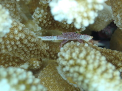 Trapezia rufopunctata