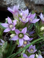 Gentianella ramosa