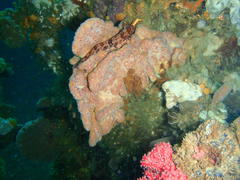 Clinus superciliosus