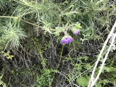 Pholistoma auritum auritum