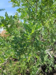 Olneya tesota