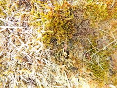 Hypnum cupressiforme lacunosum