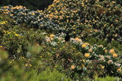 Leucospermum conocarpodendron conocarpodendron