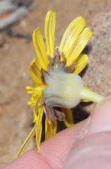 Othonna auriculifolia