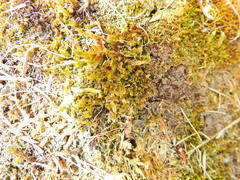 Hypnum cupressiforme lacunosum