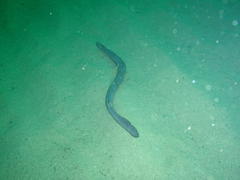 Eptatretus hexatrema