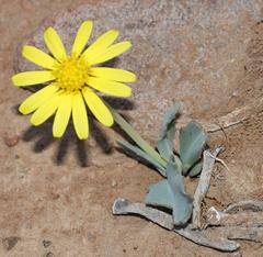 Othonna auriculifolia
