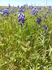 Lupinus pachylobus