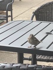 Passer domesticus