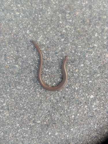 Italian Slowworm, Provincia di Novara, Italia, photo 7 of 10