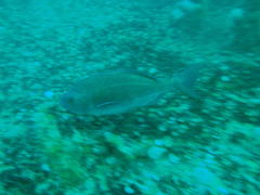Pachymetopon blochii