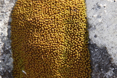 Hypodontium pomiforme