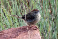 Cisticola aberrans
