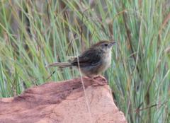 Cisticola aberrans