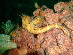 Parablennius cornutus
