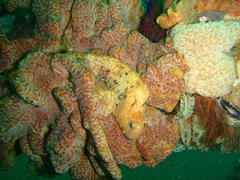 Parablennius cornutus