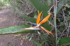 Strelitzia reginae reginae
