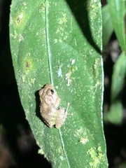 Pristimantis diadematus