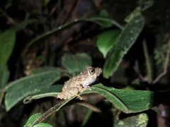 Pristimantis rubicundus