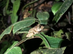 Pristimantis rubicundus