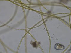 Microspora