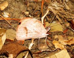 Colotis euippe omphale