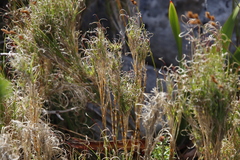 Pseudopentameris macrantha