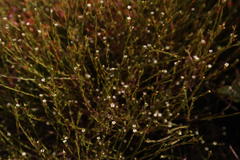 Coleonema juniperinum