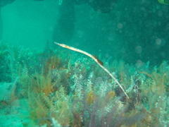 Syngnathus temminckii