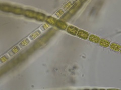 Microspora