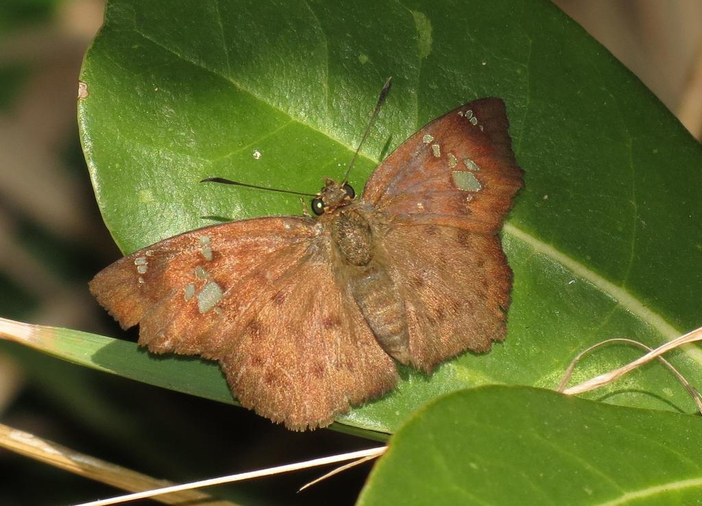 Rufous-winged Flat